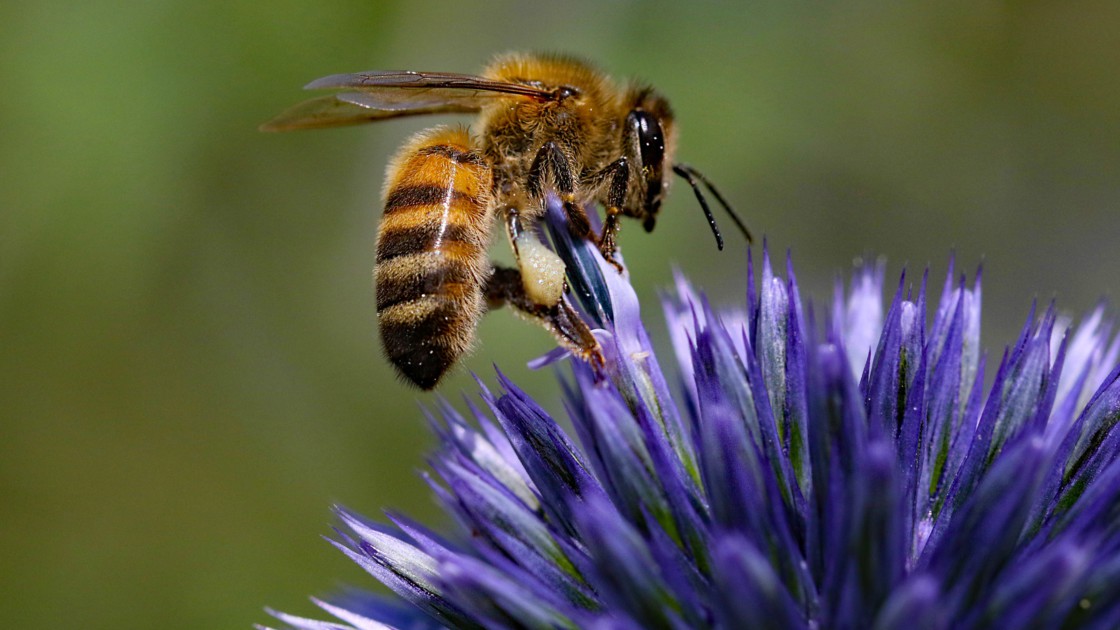 Les industries internationales des pesticides et insecticides mettent la France en  pièces