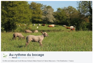 Bocage contre céréalisation destructrice : il y a urgence !