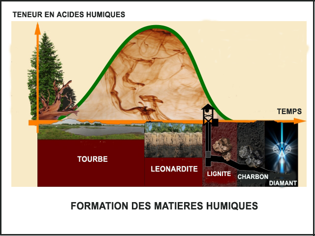 Formation de l`acide fulvique et de l`acide humique - Léonardite