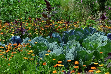 Comment la Nature nourrit les  plantes et les  personnes